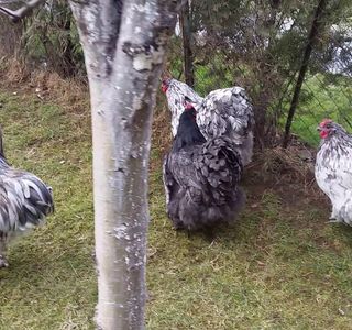 Orpington Palace Superbowl