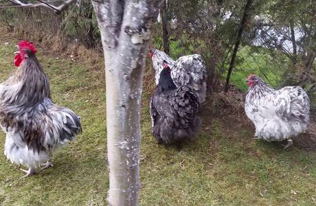 Orpington Palace Superbowl