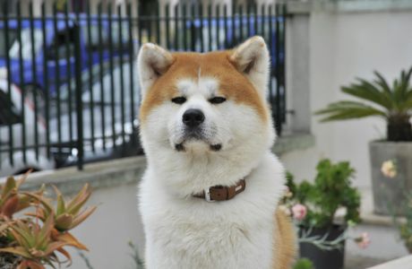 Nigiwai Koryukan AU