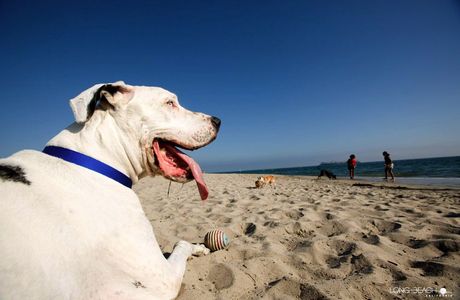 Desaki Dog Beach