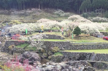 Kaore Plum Garden