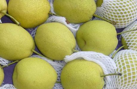 Jin Pu Pear Farm