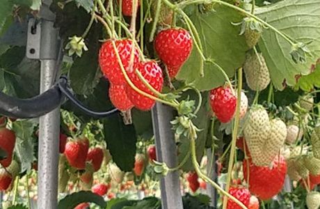 Hino Strawberry Farm