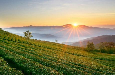 Cau Dat Tea Hill