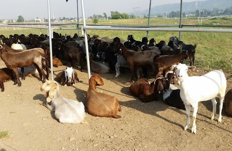 Kurucesme Ciftligi