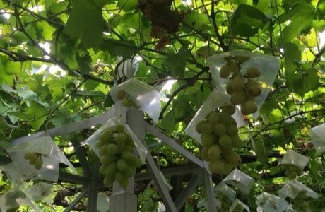 Budo no Hayakawa Orchards