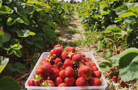 Yonemoto Strawberry Farm