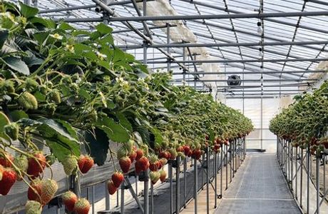 Kinta Farm Berryne