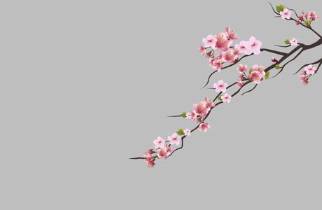 Sakura Lavender Land