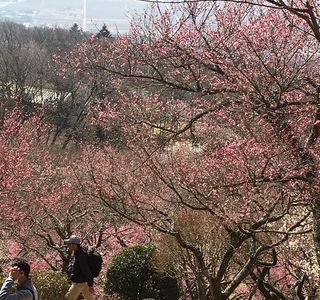 Mt. Tsukuba Ume Blossom Matsuri