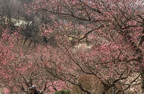 Mt. Tsukuba Ume Blossom Matsuri