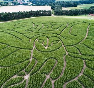 Hundred River Maize Maze