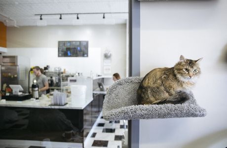 Cat Cafe Meow
