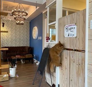Cat Cafe Monta
