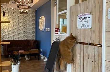 Cat Cafe Monta