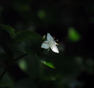 Hego Forest