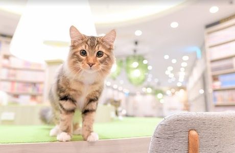 Cat Cafe Mocha, Arche Omiya