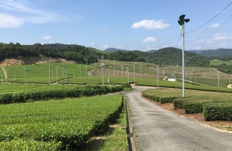 Onocha