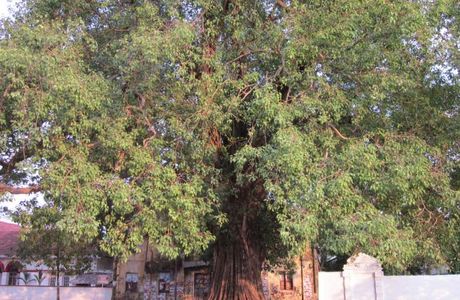 The Peepal Tree