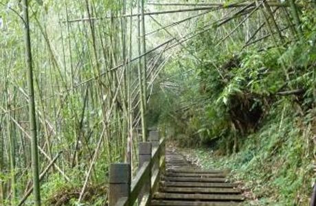 Jiayi Dadongshan Forest Trail