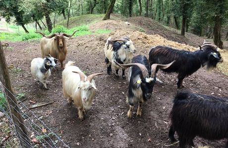 Chianti Cashmere Goat Farm