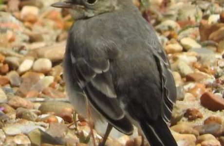 Landguard Bird Observatory