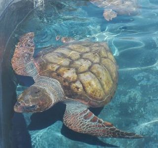 Centro de Recuperacion y Conservacion de Tortugas Marinas de Morro Jable