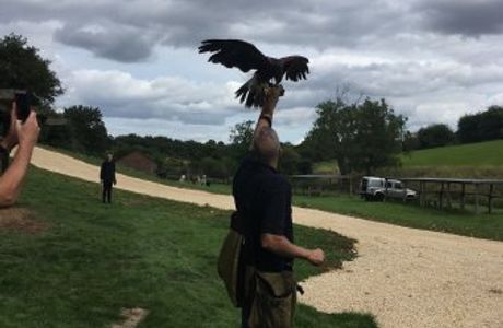 Simon Tebbutt Falconry