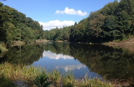 Penllergare Valley Woods