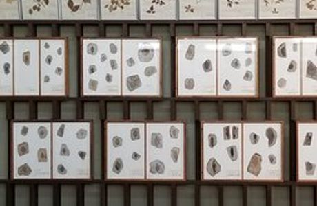 Konoha Fossils Museum