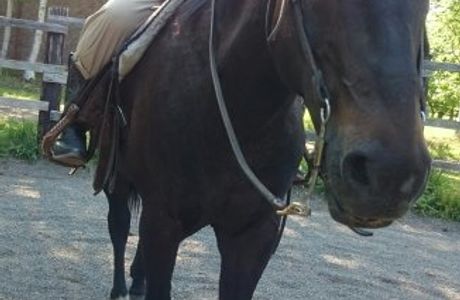 Clark Horse Garden