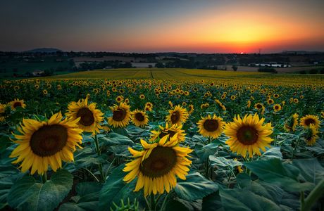 Hayano Sunflower field