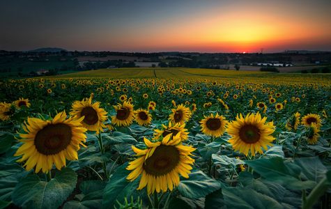 Hayano Sunflower field 1