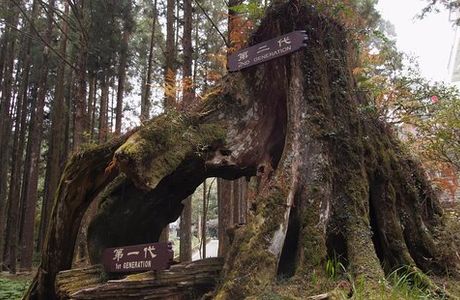 Three Generation Tree & Elephant Nose Tree