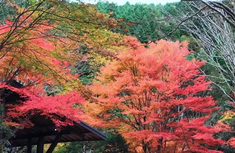 Yusui Shizen no Mori