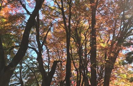 Maple Corridor