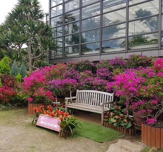 Tropical Dream Center
