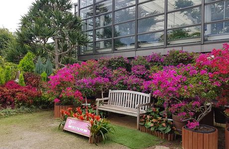 Tropical Dream Center