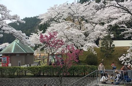 Tamba Ryunosato Park