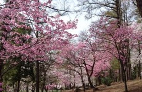 Kyozukayama Park