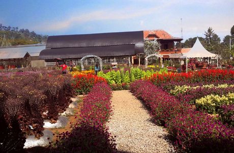 Begonia Garden