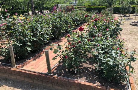 Oji Rose Garden