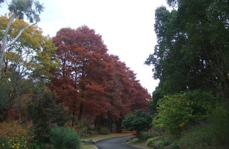 Hattori Ryokuchi Toshi Ryokka Botanical Garden