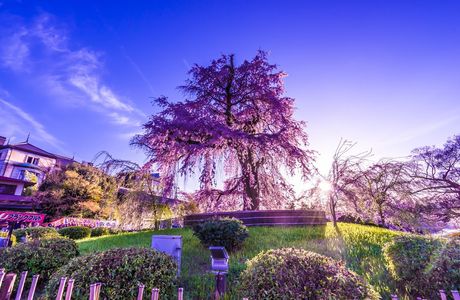 Maruyama Park