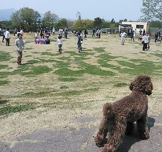 Communication Park for Dogs and People