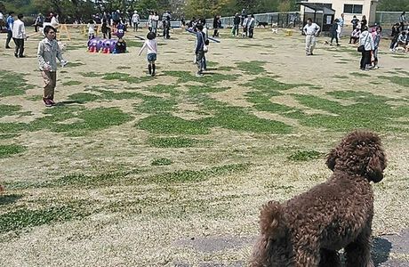 Communication Park for Dogs and People