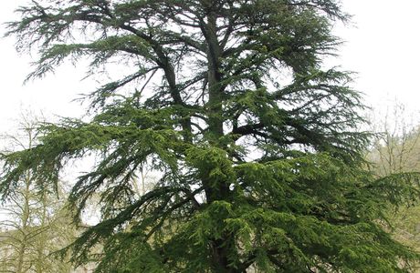 Taro Cedar Tree
