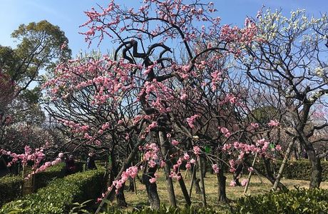 Koto Plum Forest