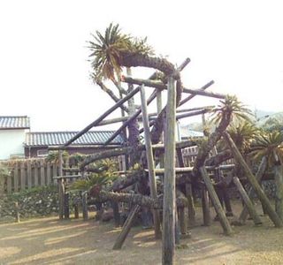 Big Sago Palm of Shimmachi