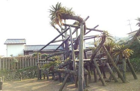Big Sago Palm of Shimmachi